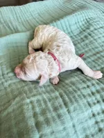 Tara Terracotta Girl , a female Miniature Goldendoodle and Australian Labradoodle for sale in Redlands, CA – Photo 2 of 8