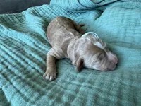 Bella White Girl, a female Miniature Goldendoodle and Australian Labradoodle for sale in Redlands, CA – Photo 6 of 9