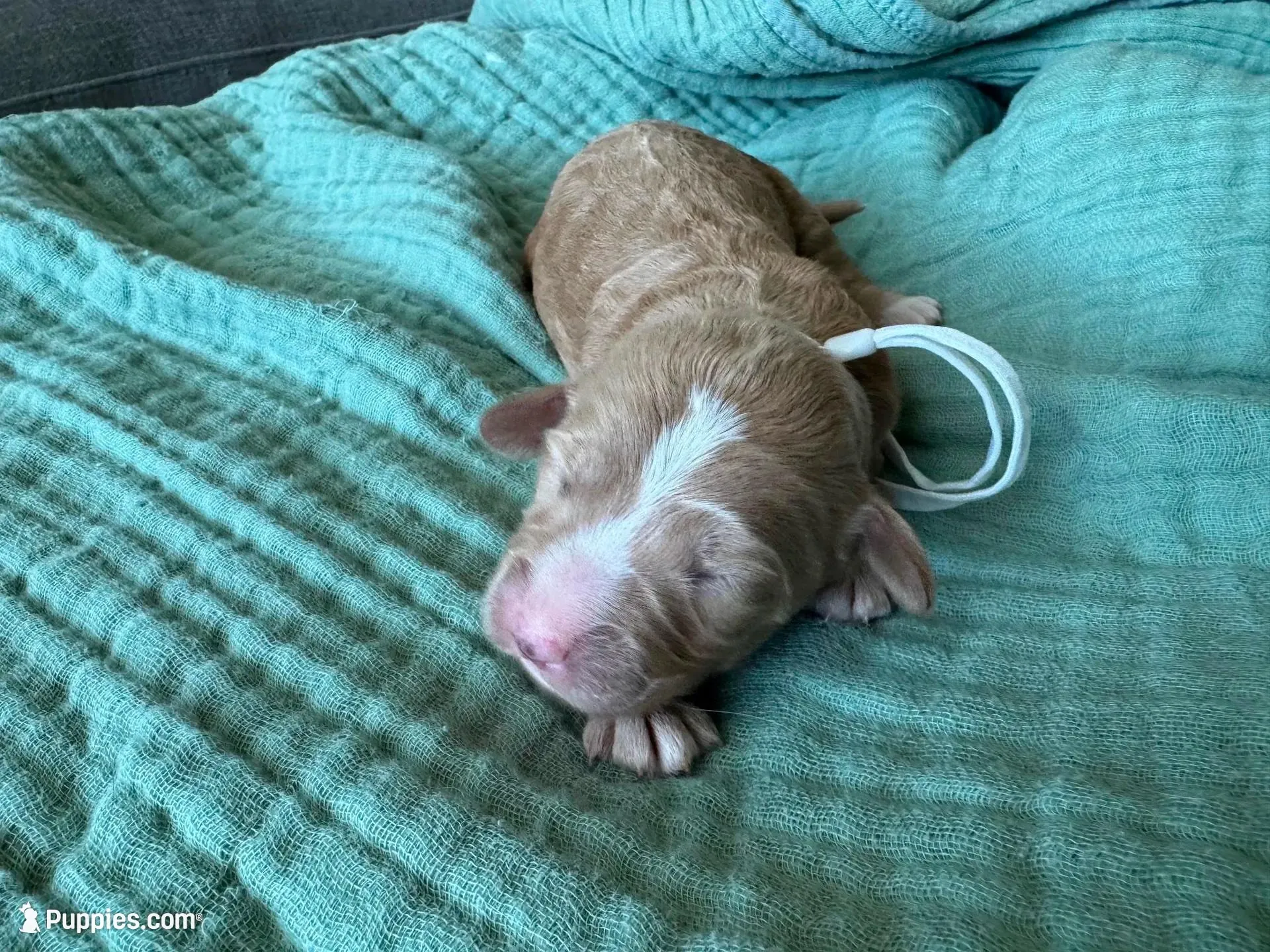 Bella White Girl, a female Miniature Goldendoodle and Australian Labradoodle for sale in Redlands, CA – Photo 8 of 9