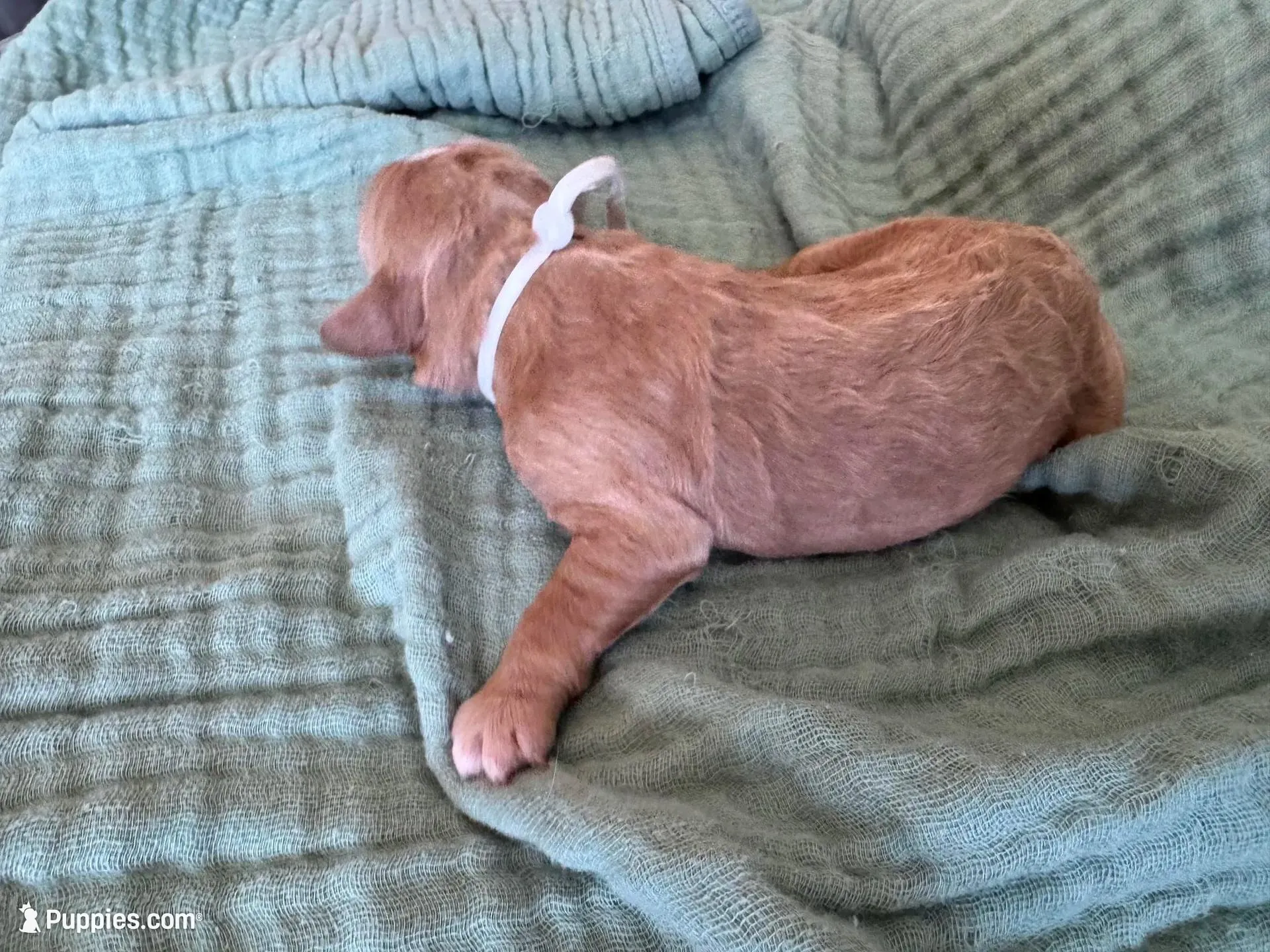 Bella White Girl, a female Miniature Goldendoodle and Australian Labradoodle for sale in Redlands, CA – Photo 2 of 9
