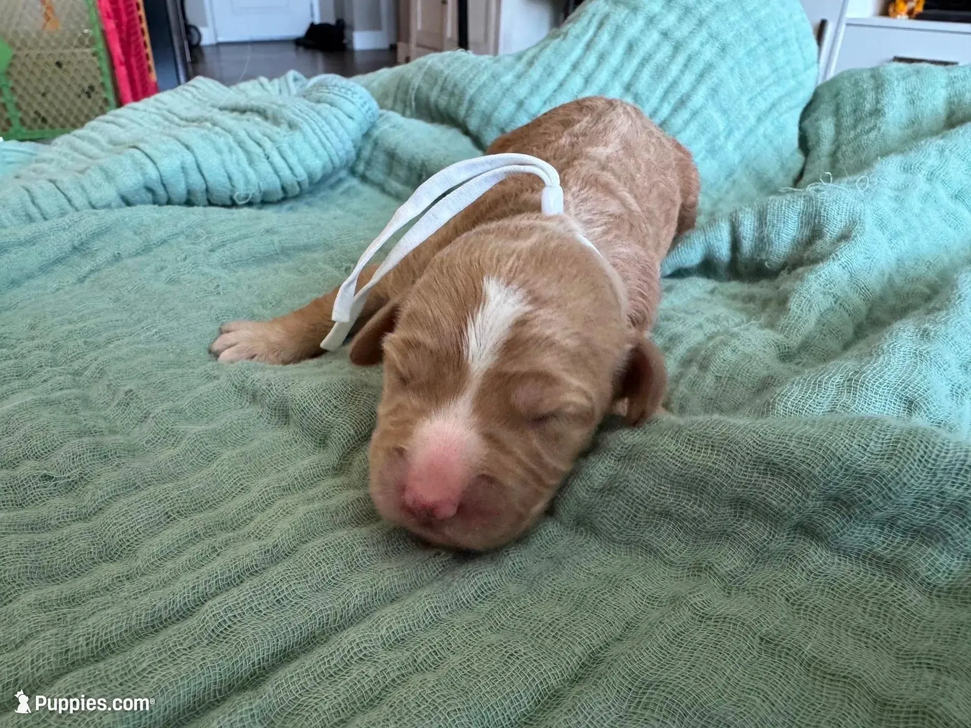 Bella White Girl, a female Miniature Goldendoodle and Australian Labradoodle for sale in Redlands, CA – Photo 5 of 9