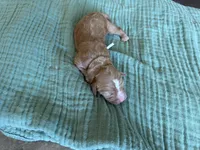 Bella White Girl, a female Miniature Goldendoodle and Australian Labradoodle for sale in Redlands, CA – Photo 7 of 9