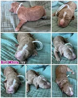 Bella White Girl, a female Miniature Goldendoodle and Australian Labradoodle for sale in Redlands, CA – Photo 9 of 9