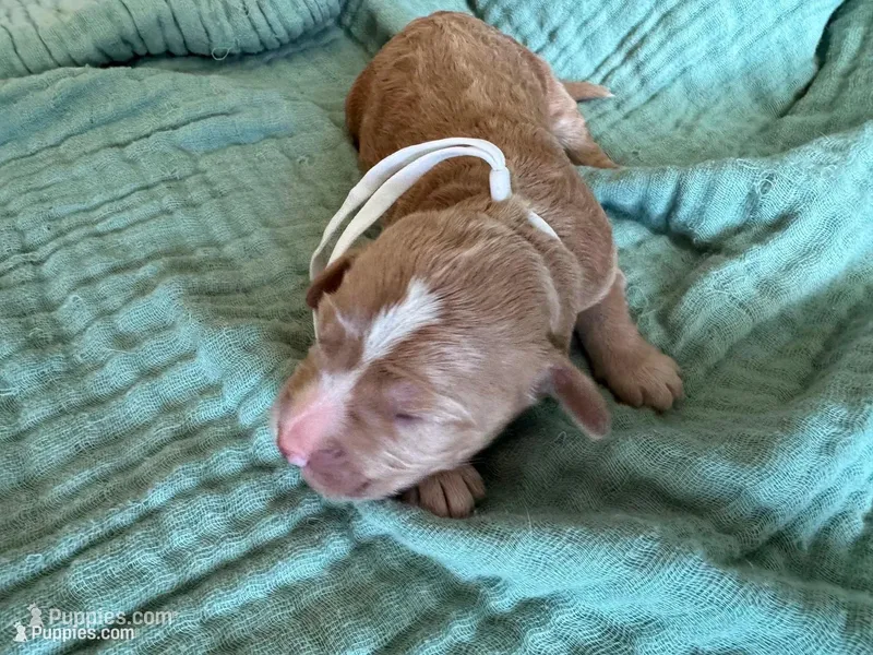 Bella White Girl – Miniature Goldendoodle, Australian Labradoodle puppy for sale in Redlands, CA