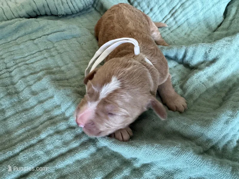 Bella White Girl – Miniature Goldendoodle, Australian Labradoodle puppy for sale in Redlands, CA