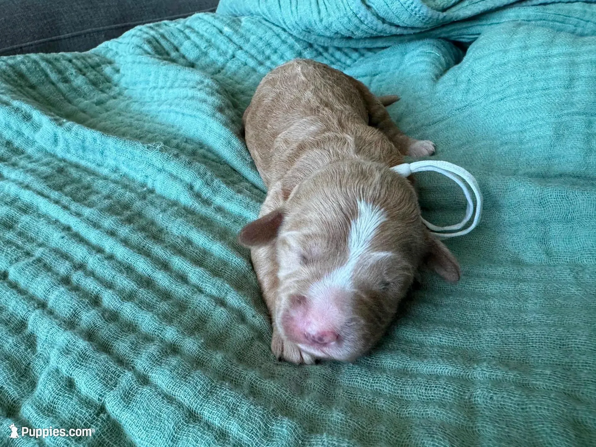 Bella White Girl, a female Miniature Goldendoodle and Australian Labradoodle for sale in Redlands, CA – Photo 3 of 9