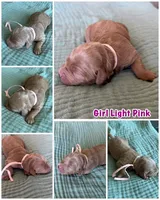 Lucy Light Pink Girl, a female Miniature Goldendoodle and Australian Labradoodle for sale in Redlands, CA – Photo 8 of 8