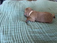 Lucy Light Pink Girl, a female Miniature Goldendoodle and Australian Labradoodle for sale in Redlands, CA – Photo 5 of 8