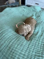 Lucy Light Pink Girl, a female Miniature Goldendoodle and Australian Labradoodle for sale in Redlands, CA – Photo 4 of 8