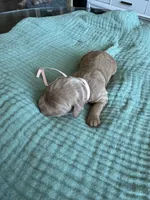 Lucy Light Pink Girl, a female Miniature Goldendoodle and Australian Labradoodle for sale in Redlands, CA – Photo 2 of 8