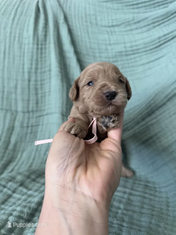 Mini Lucy Light Pink Girl – Miniature Goldendoodle, Australian Labradoodle puppy for sale in Redlands, CA