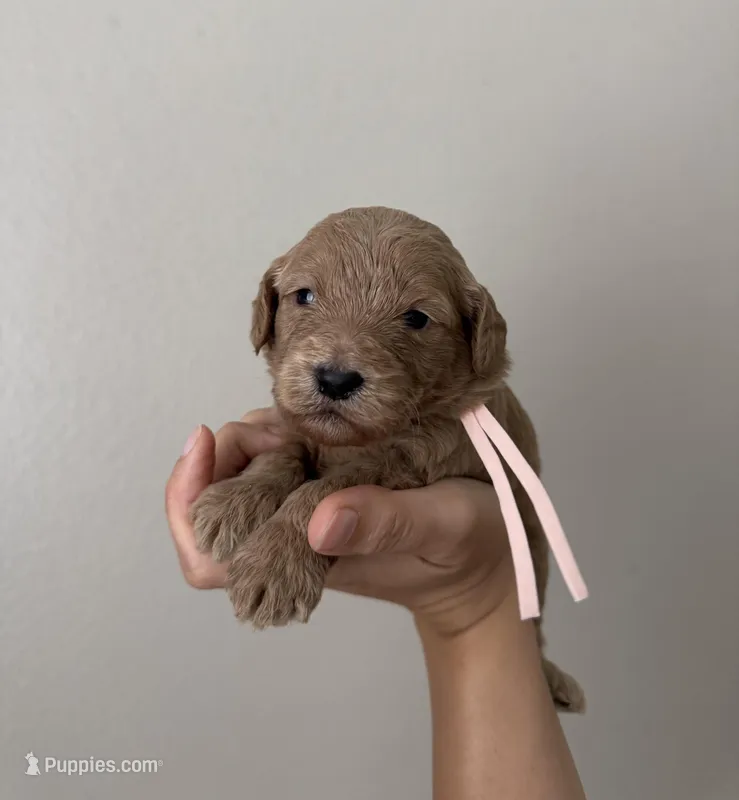 Mini Lucy Light Pink Girl – Miniature Goldendoodle, Australian Labradoodle puppy for sale in Redlands, CA
