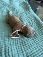 Lucy Light Pink Girl, a female Miniature Goldendoodle and Australian Labradoodle for sale in Redlands, CA – Photo 6 of 8