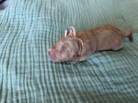 Lucy Light Pink Girl, a female Miniature Goldendoodle and Australian Labradoodle for sale in Redlands, CA – Photo 7 of 8
