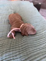 Lucy Light Pink Girl, a female Miniature Goldendoodle and Australian Labradoodle for sale in Redlands, CA – Photo 3 of 8