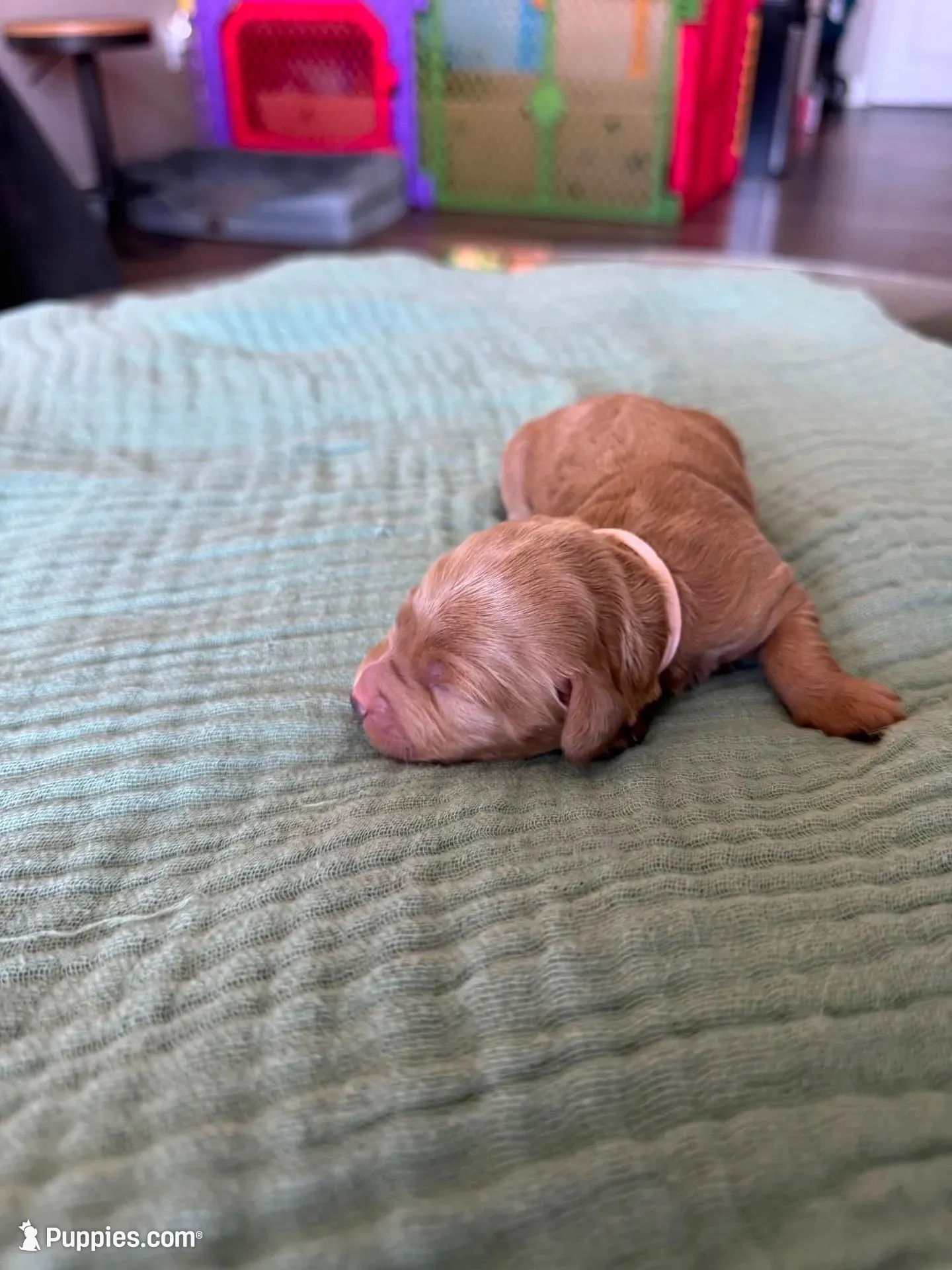 Lucy Light Pink Girl, a female Miniature Goldendoodle and Australian Labradoodle for sale in Redlands, CA – Photo 1 of 8
