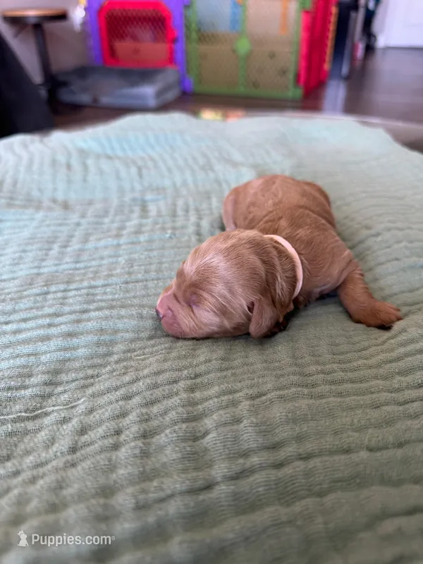 Lucy Light Pink Girl – Miniature Goldendoodle, Australian Labradoodle puppy for sale in Redlands, CA
