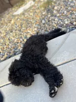 Coal, a male Labradoodle for sale in Chowchilla, CA – 5 of 5