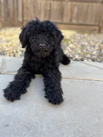 Coal, a male Labradoodle for sale in Chowchilla, CA – 4 of 5
