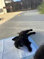 Haze , a female Labradoodle for sale in Chowchilla, CA – 3 of 4