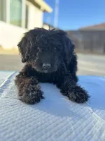 Hazel, a female Labradoodle for sale in Chowchilla, CA – 1 of 5