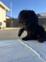 Haze , a female Labradoodle for sale in Chowchilla, CA – 2 of 4