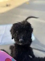 Haze , a female Labradoodle for sale in Chowchilla, CA – 4 of 4