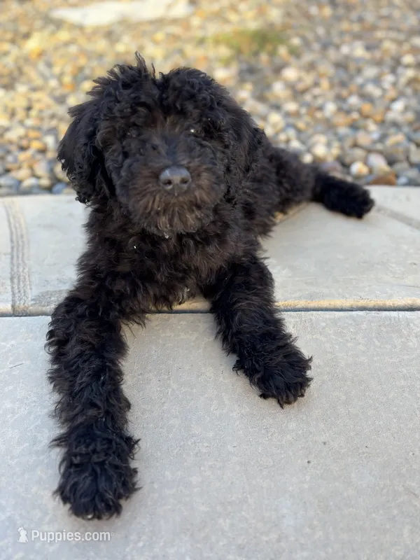 Coal – Labradoodle puppy for sale in Chowchilla, CA