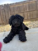 Coal, a male Labradoodle for sale in Chowchilla, CA – 2 of 5
