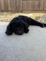 Coal, a male Labradoodle for sale in Chowchilla, CA – 3 of 5