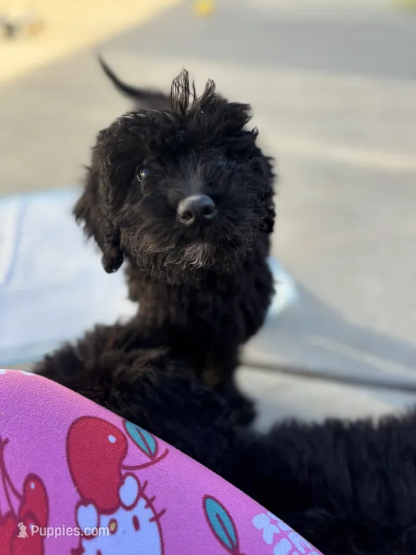 Haze  – Labradoodle puppy for sale in Chowchilla, CA