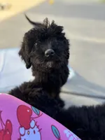 Haze , a female Labradoodle for sale in Chowchilla, CA – 1 of 4