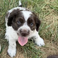 Jax, a male Cocker Spaniel for sale in Wichita, KS – 3 of 7