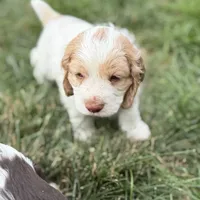 Max, a male Cocker Spaniel for sale in Wichita, KS – 2 of 10