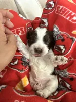 Jax, a male Cocker Spaniel for sale in Wichita, KS – 5 of 7