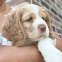 Max, a male Cocker Spaniel for sale in Wichita, KS – 6 of 10