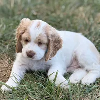 Max, a male Cocker Spaniel for sale in Wichita, KS – 9 of 10