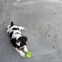 Jax, a male Cocker Spaniel for sale in Wichita, KS – 6 of 7