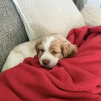 Max, a male Cocker Spaniel for sale in Wichita, KS – 10 of 10