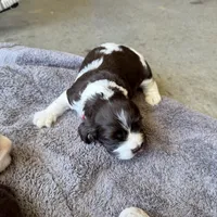 Jax, a male Cocker Spaniel for sale in Wichita, KS – 4 of 7