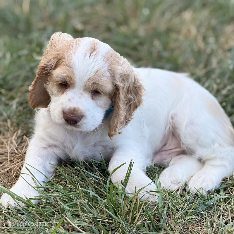 Max – Cocker Spaniel puppy for sale in Wichita, KS