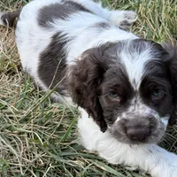 Jax, a male Cocker Spaniel for sale in Wichita, KS – 2 of 7