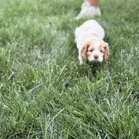 Max, a male Cocker Spaniel for sale in Wichita, KS – 4 of 10