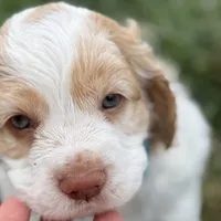 Max, a male Cocker Spaniel for sale in Wichita, KS – 5 of 10