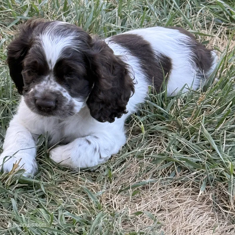 Jax – Cocker Spaniel puppy for sale in Wichita, KS