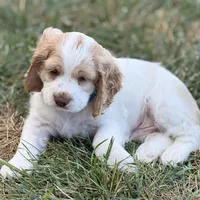 Max, a male Cocker Spaniel for sale in Wichita, KS – 7 of 10