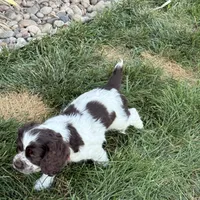 Jax, a male Cocker Spaniel for sale in Wichita, KS – 7 of 7