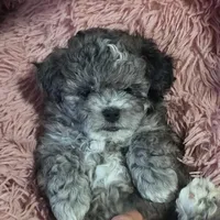 Tiny bear, hypoallergenic teddy bear, a male Peekapoo and Shihpoo for sale in Rockport, TX – Photo 1 of 6