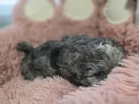 Tiny bear, hypoallergenic teddy bear, a male Peekapoo and Shihpoo for sale in Rockport, TX – Photo 4 of 6