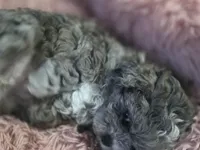 Tiny bear, hypoallergenic teddy bear, a male Peekapoo and Shihpoo for sale in Rockport, TX – Photo 3 of 6